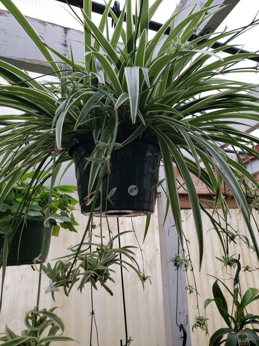 Spider Plant Hanging Basket (10) – Needham'sNursery