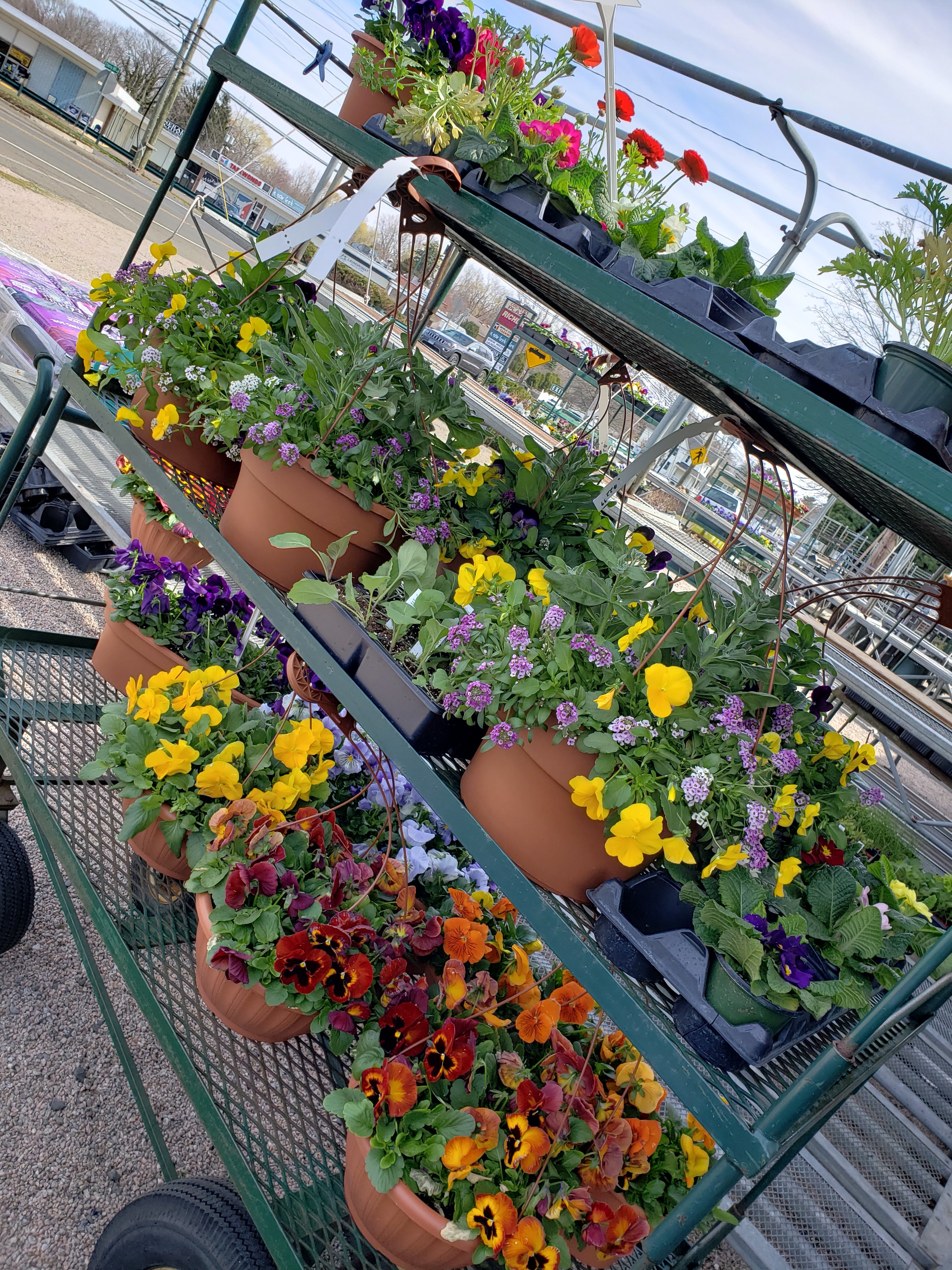 Spider Plant - 10 hanging basket – Shelley's Garden Center